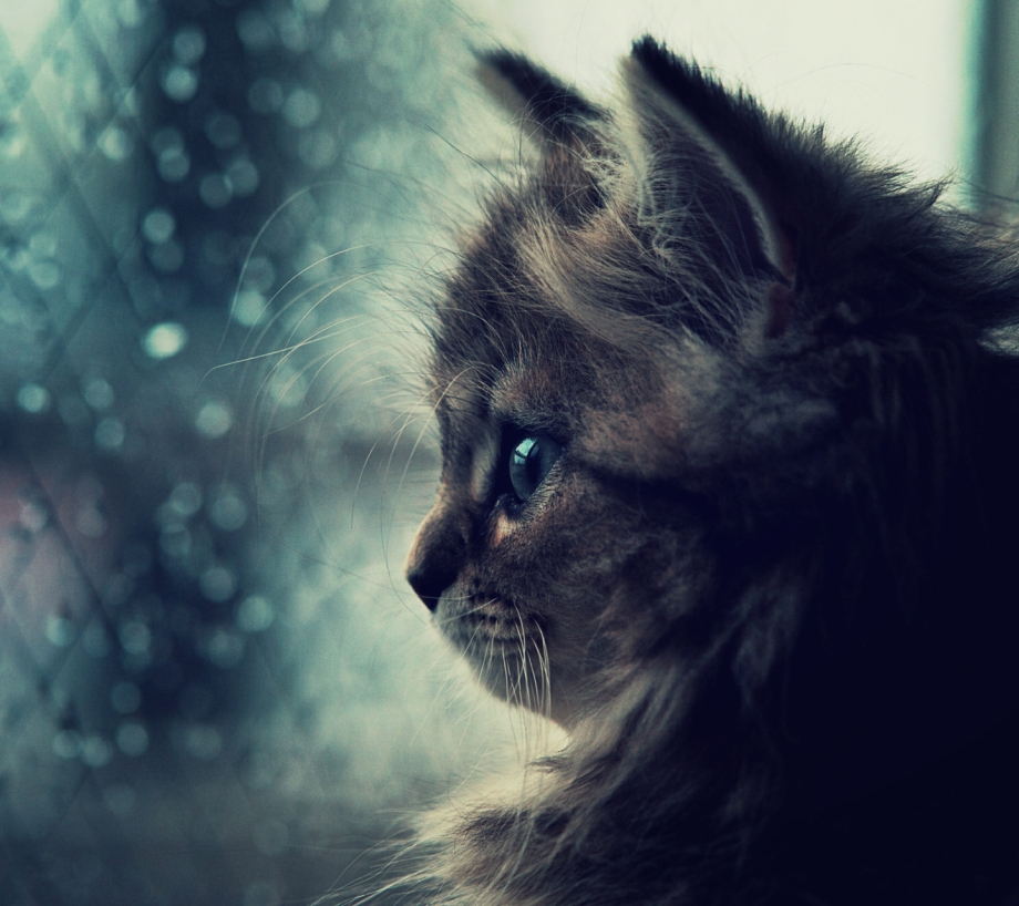 Кошка грустит