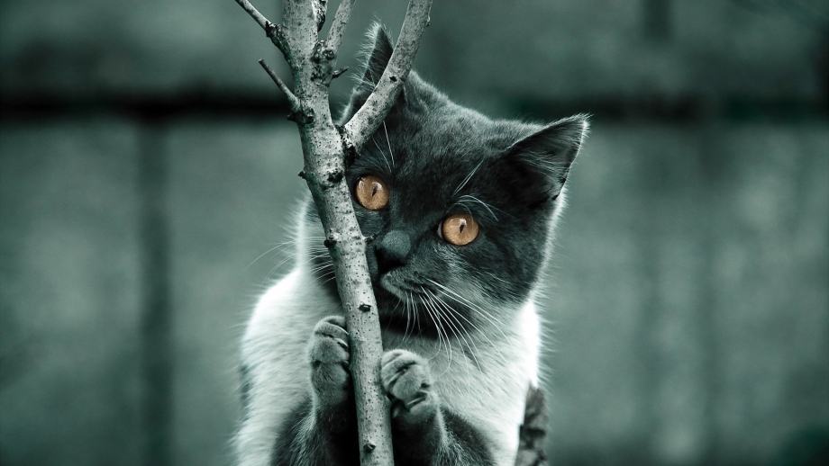 Кот скучает