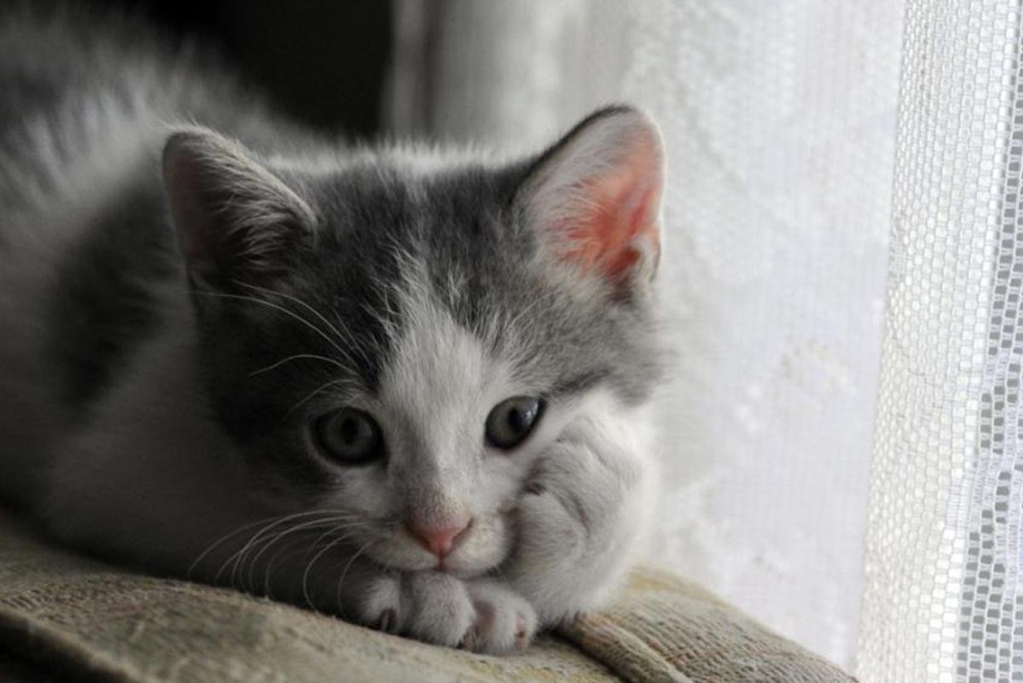 Скучающий котик