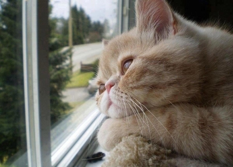Кот скучает