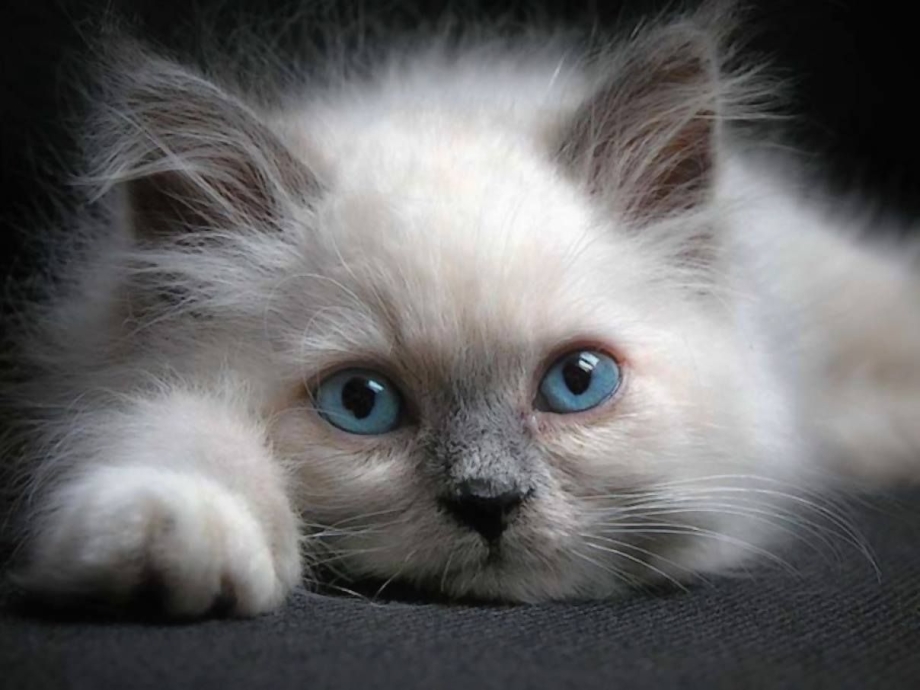 Котик соскучился
