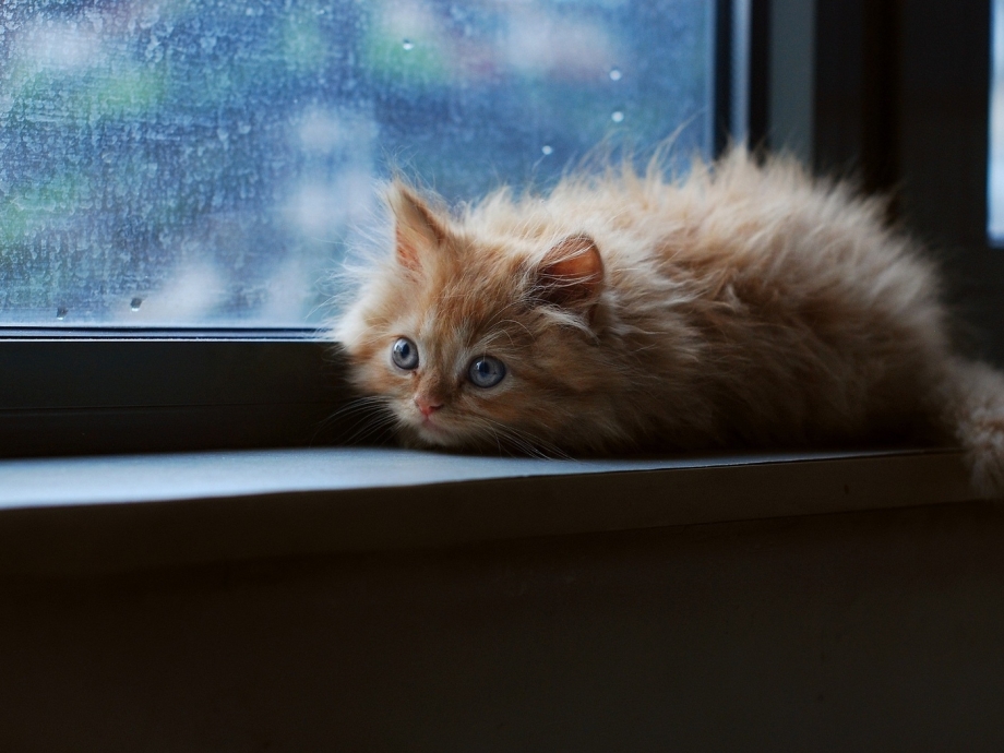 Котенок на подоконнике
