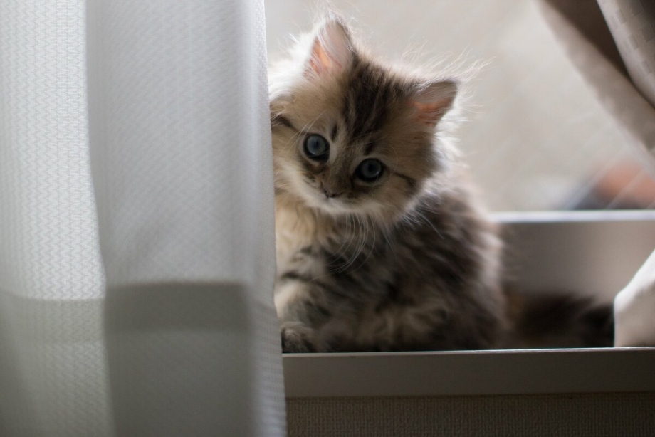 Кот скучает