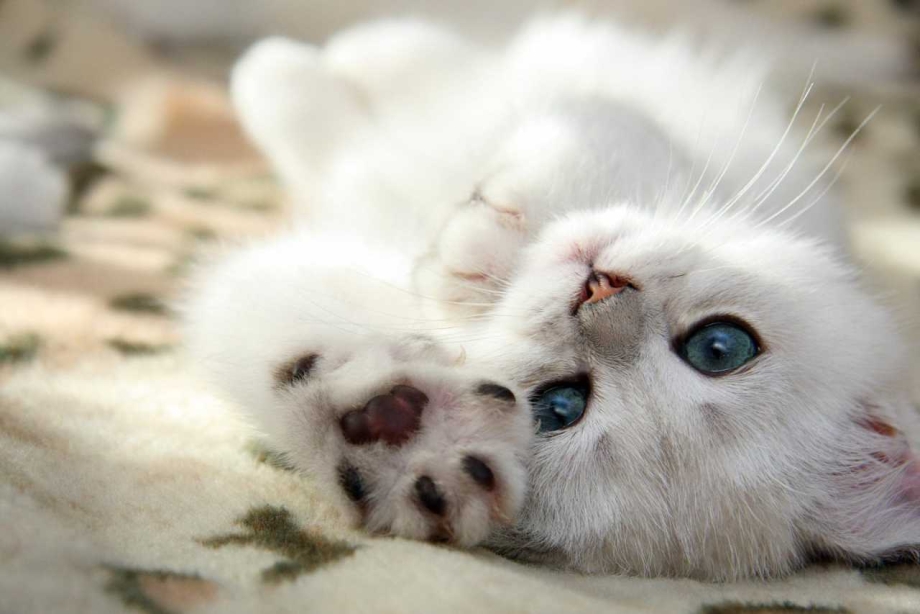 Скучающий котенок