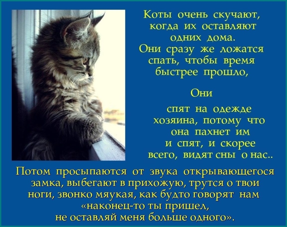 Кот скучает по мышке