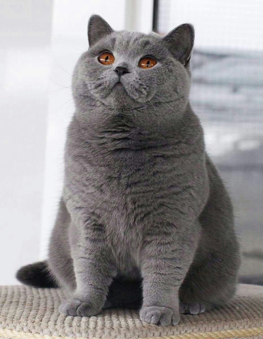 Британский и шотландский кот