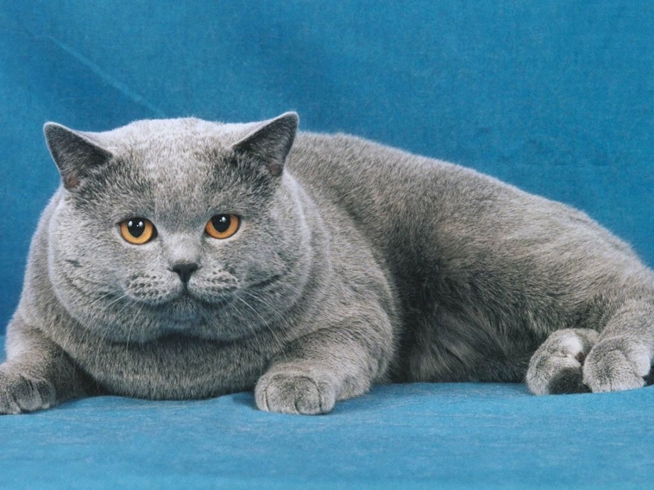 Шотландский кот прямоухий