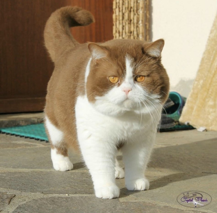 Британская короткошёрстная кошка толстая
