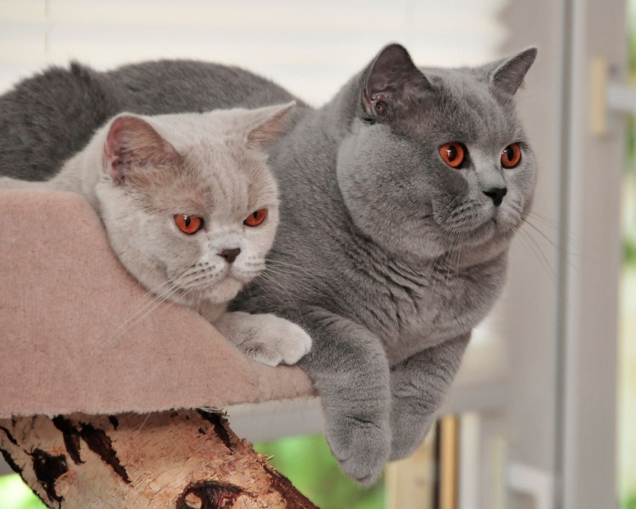 Жирный британский кот
