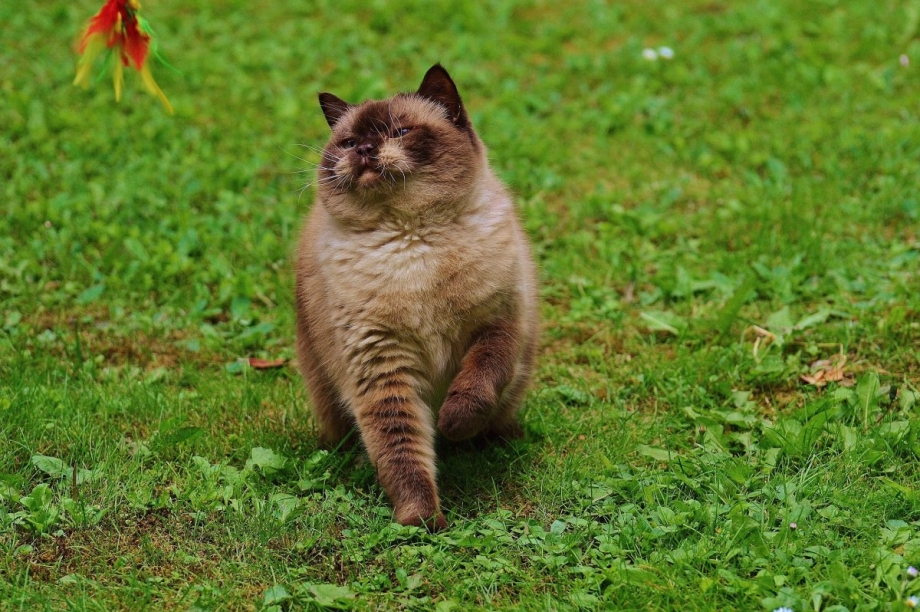 Коты породы британец