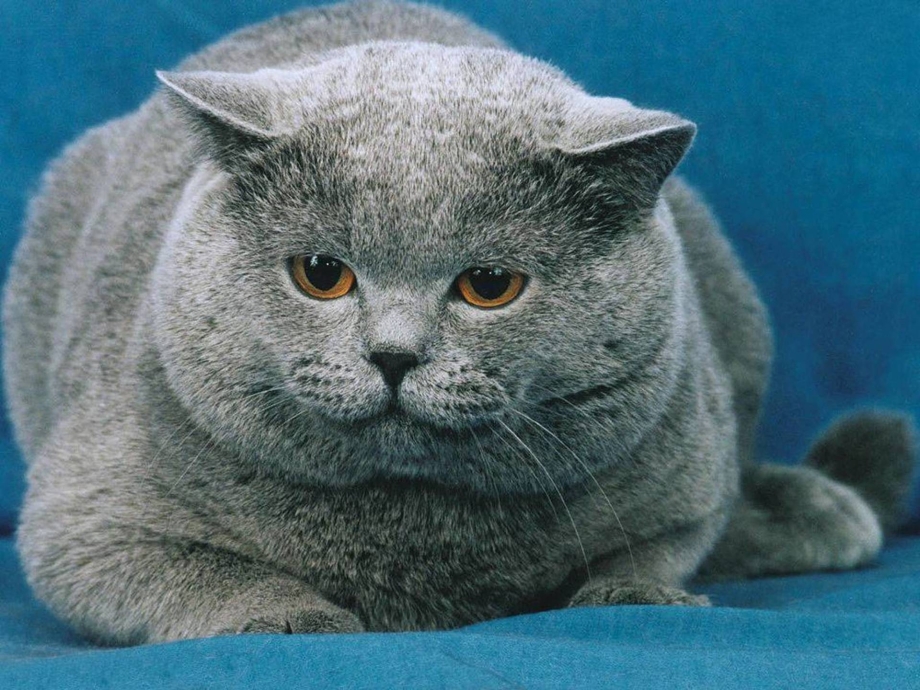Британская короткошёрстная кошка
