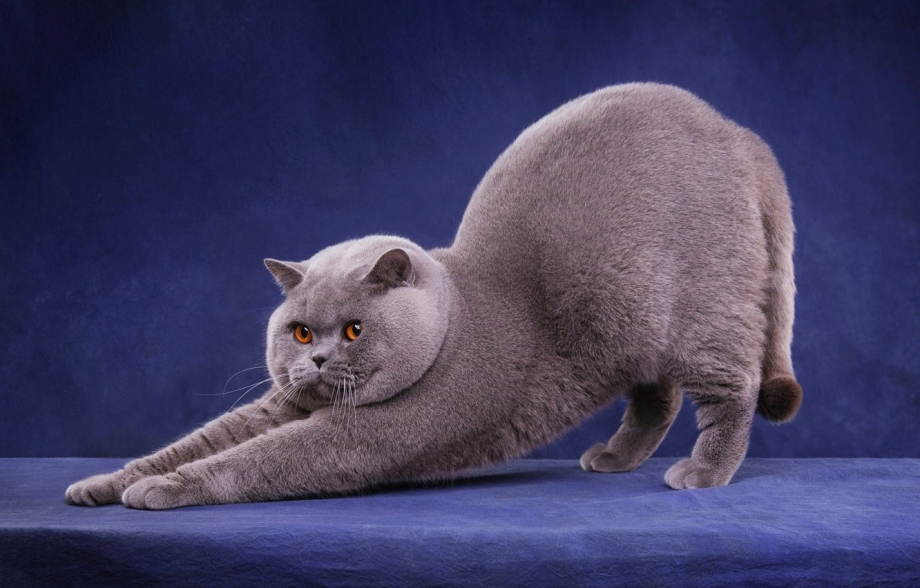 Британский короткошерстный кот толстый