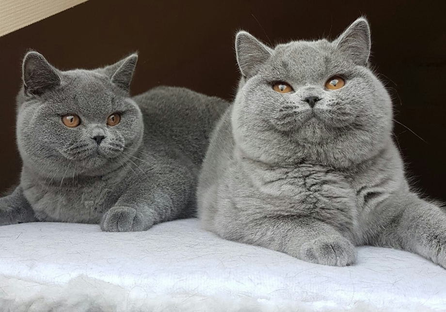 Британский кот на диване
