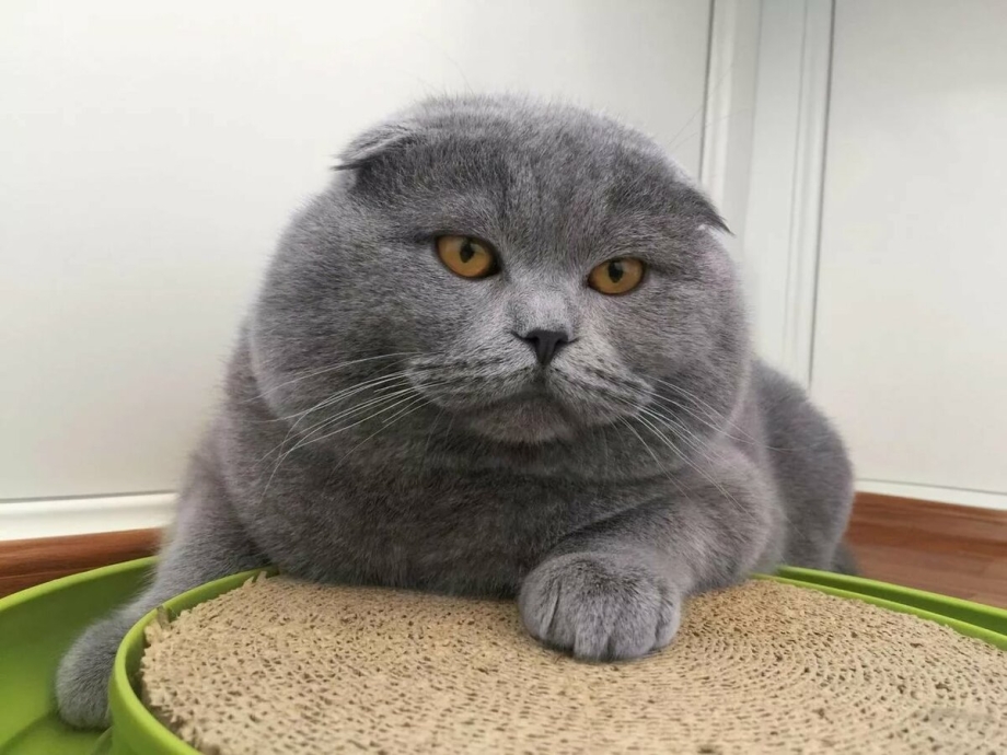 Кот британец серый