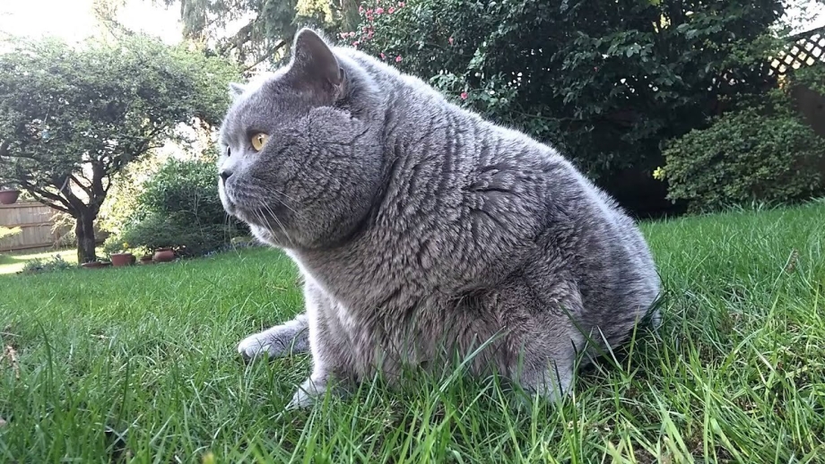 Британец кот жирный вислоухий