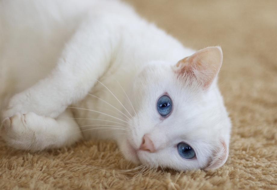 Альбинос кошка белая
