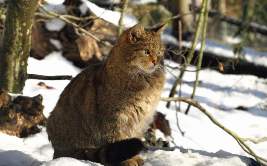 Дикие кошки дальнего Востока