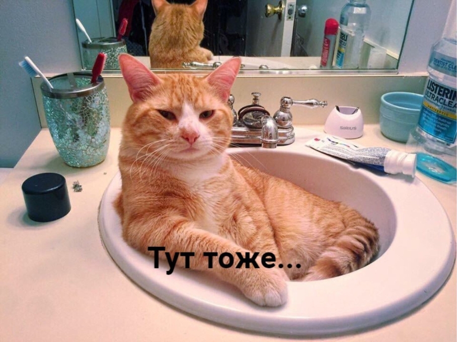 Коты в умывальнике