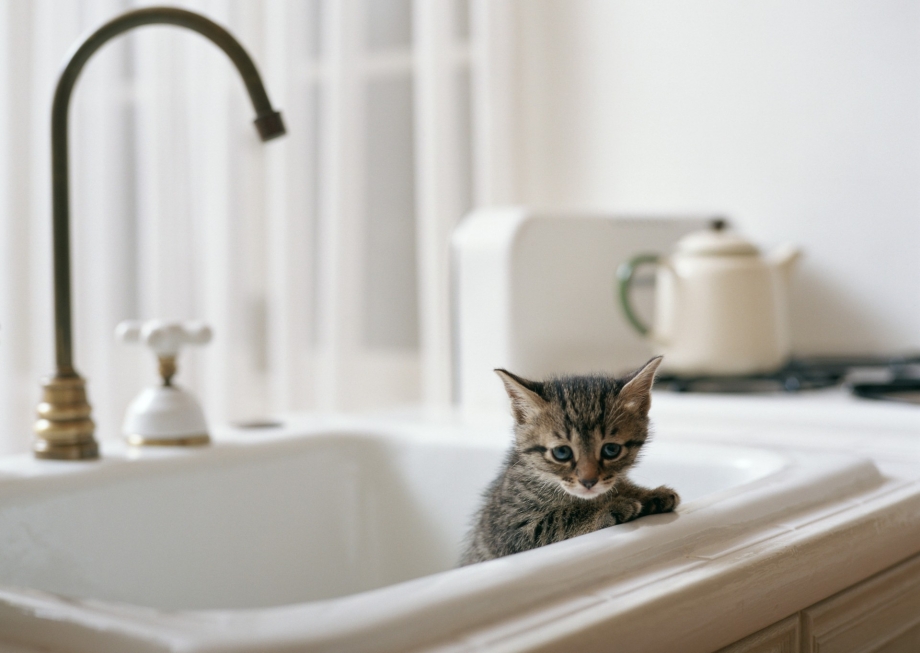 Котик моется