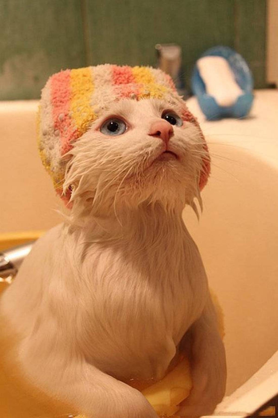 Коша в шапочке для душа