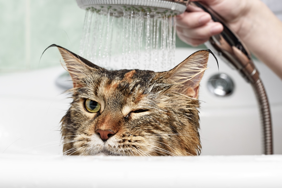 Котенок моется