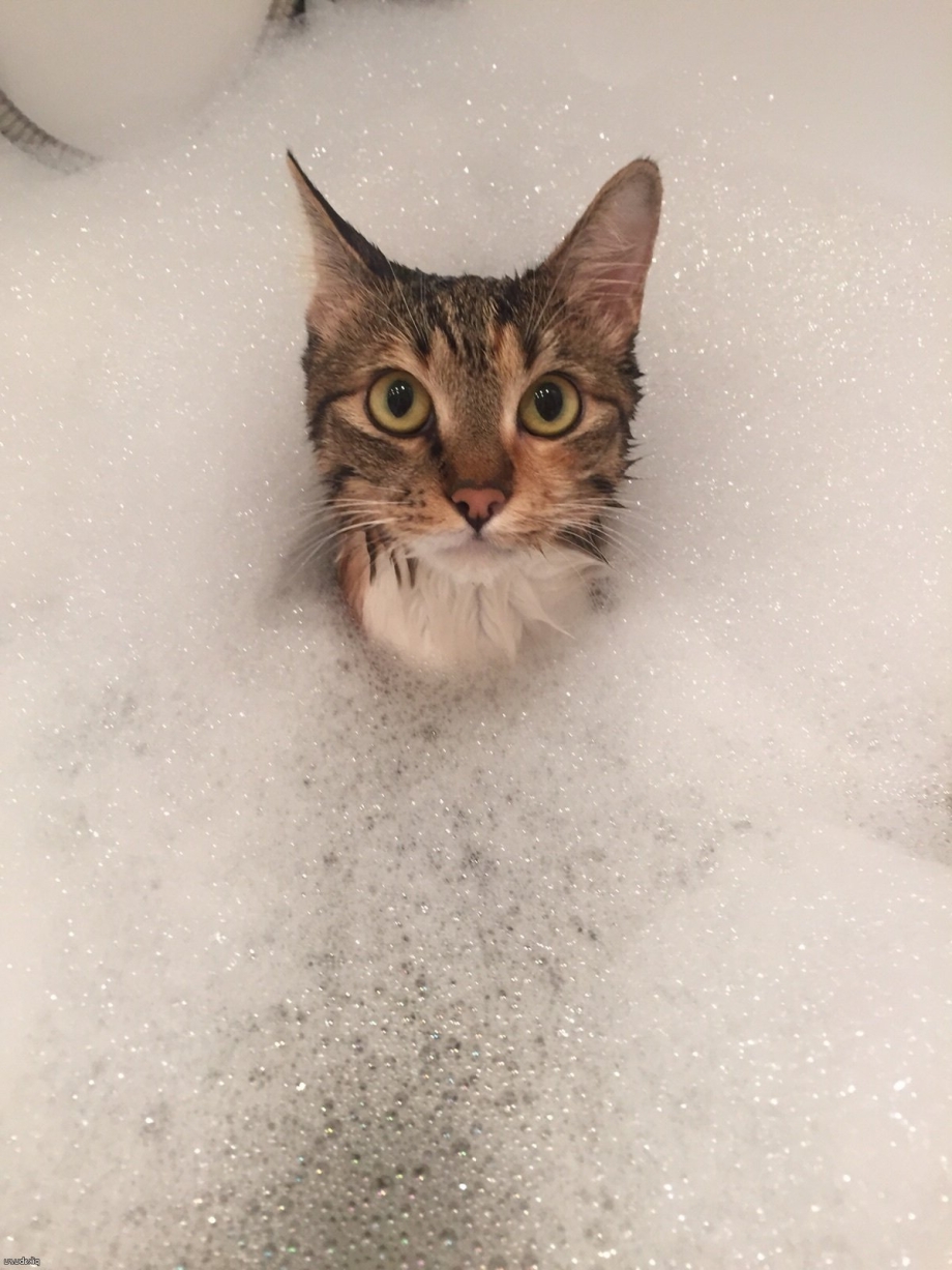 Кошка купается