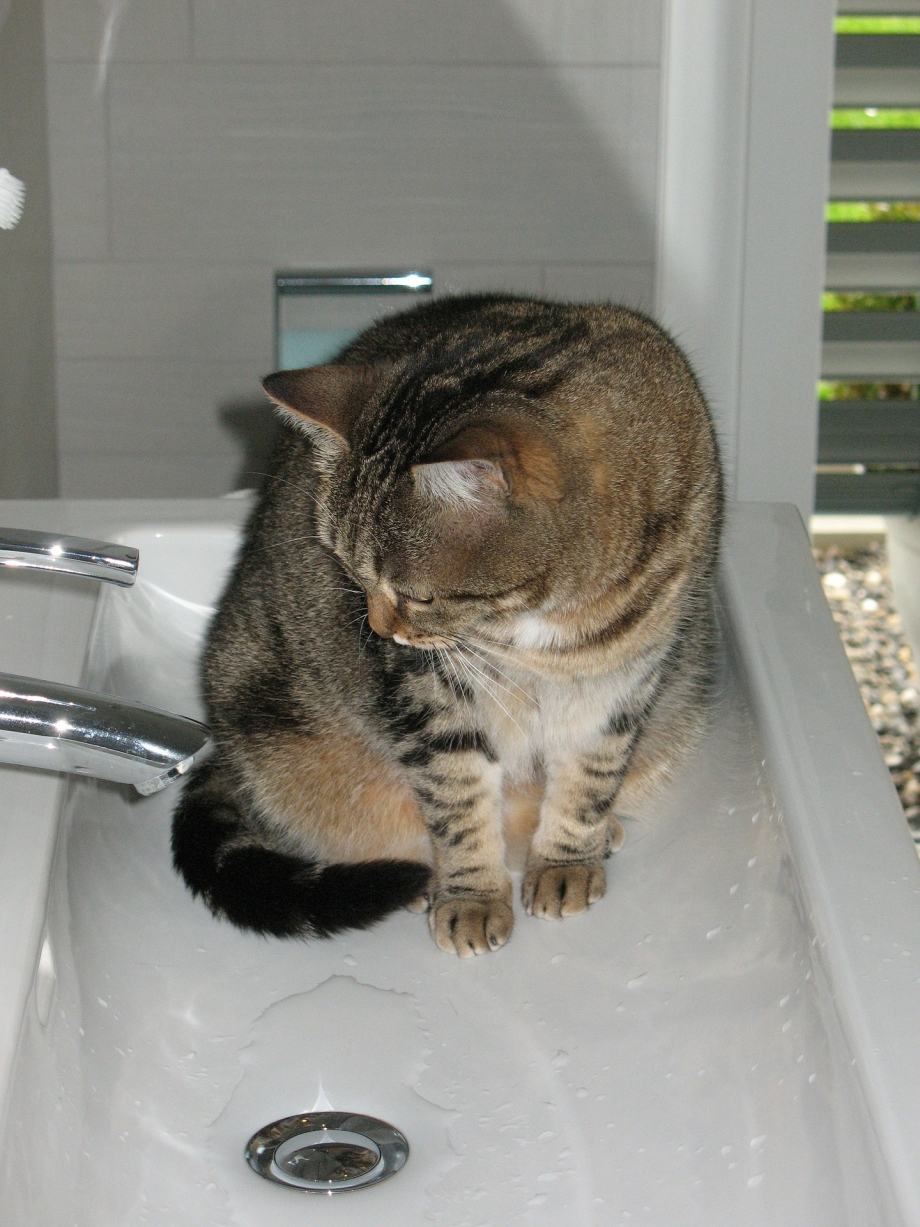 Котенок в ванне