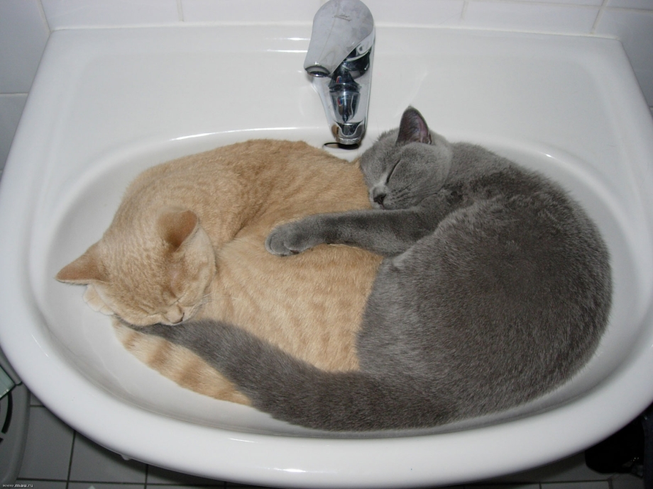 Кот умывается в ванной