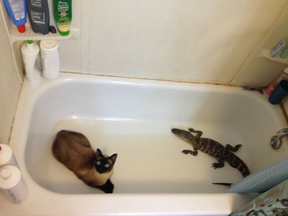 Ванна с котами