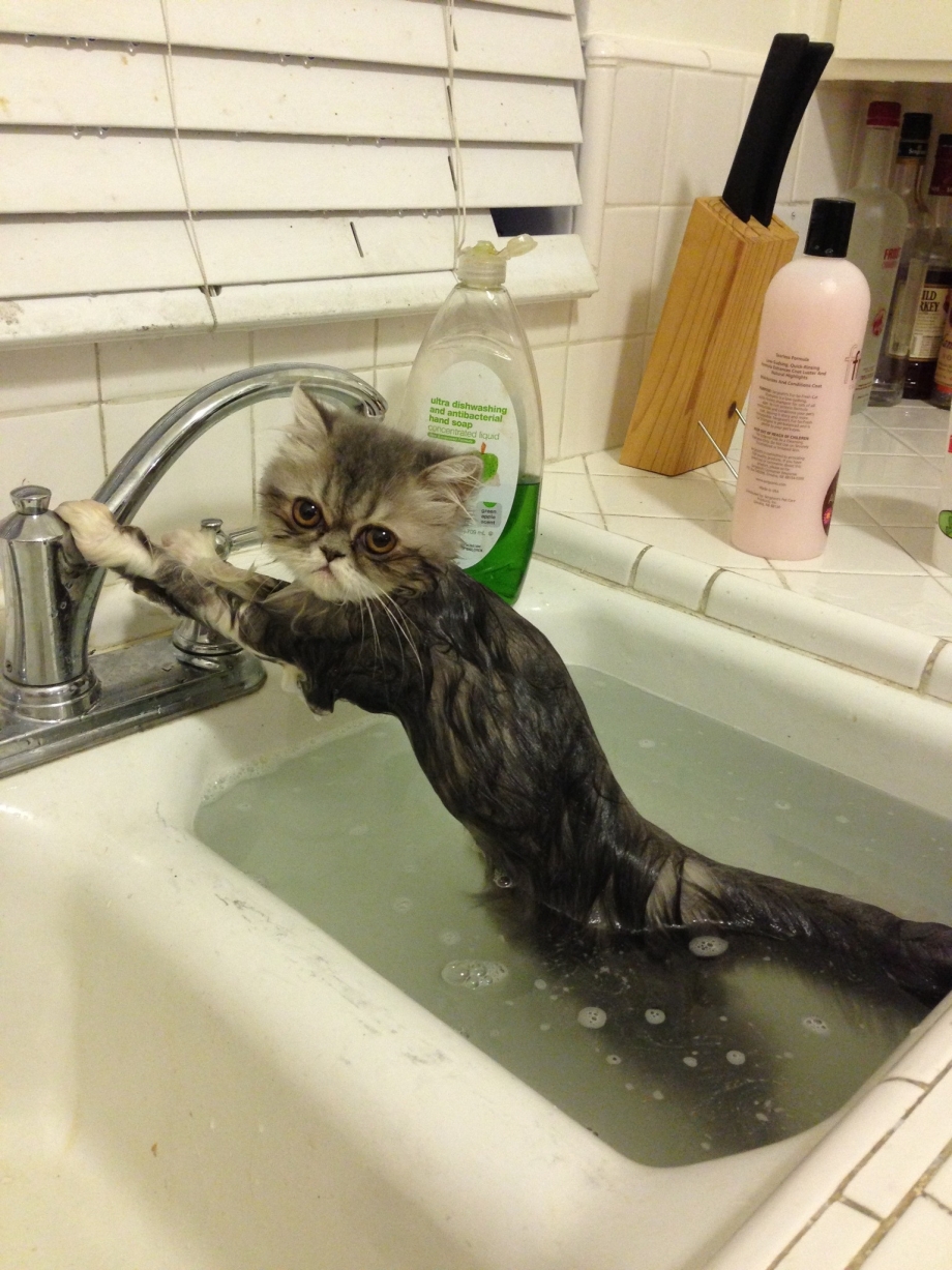 Котик моется