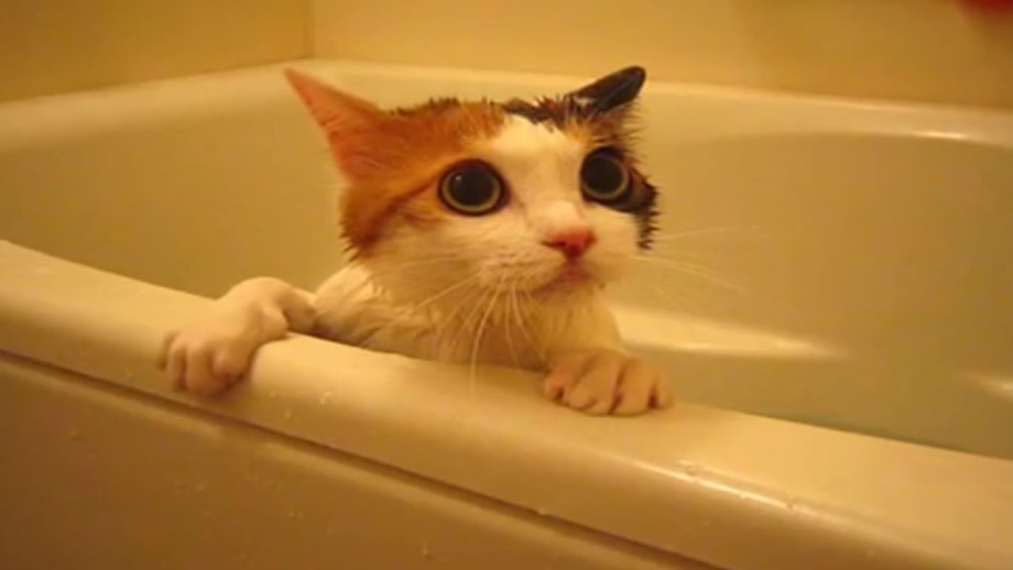 Кошка в ванне