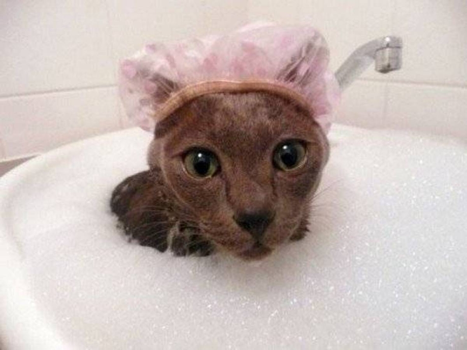 Шапочка для кошки для мытья