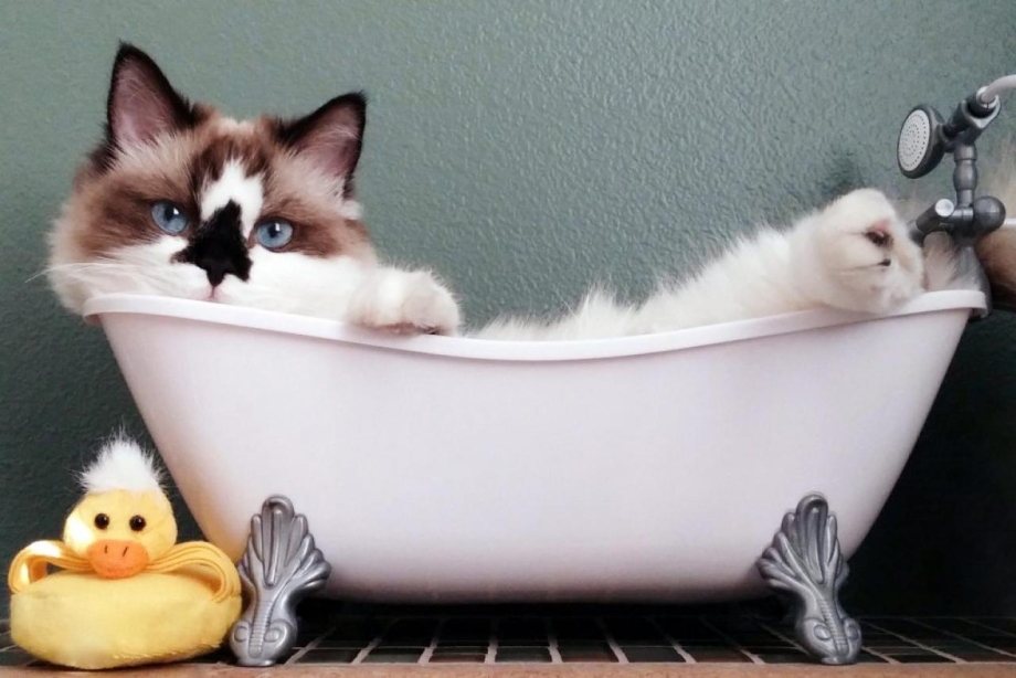 Котик в ванной