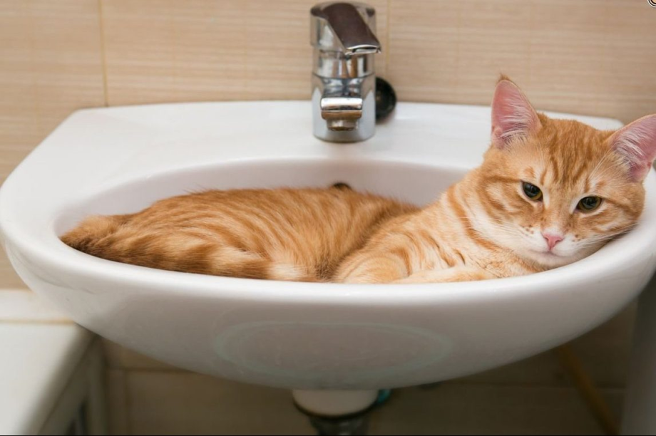 Котик в раковине
