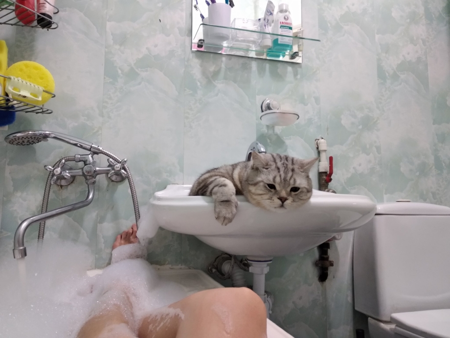 Котенок в ванной
