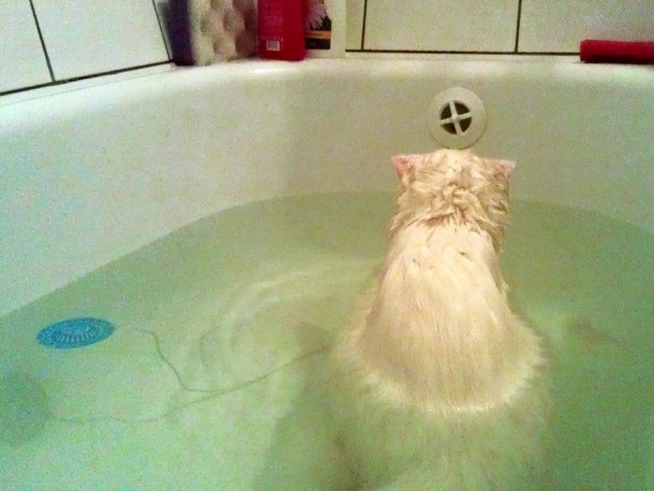 Смешные коты в ванной