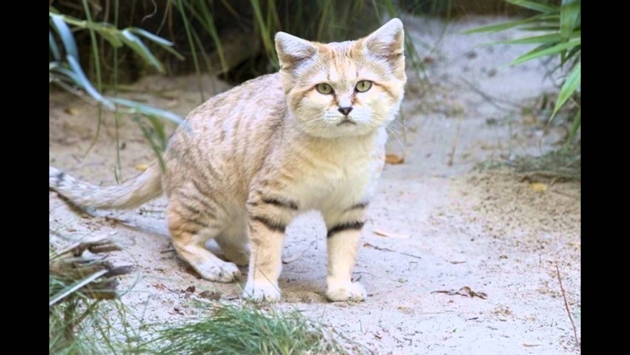 Песчаная барханная кошка