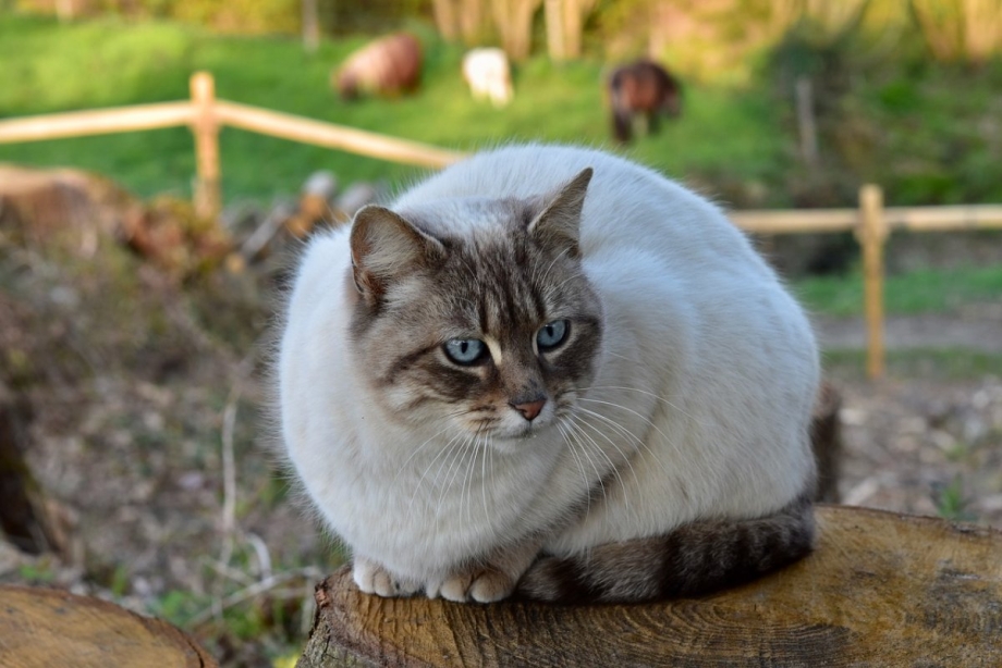 Сирийская кошка фото