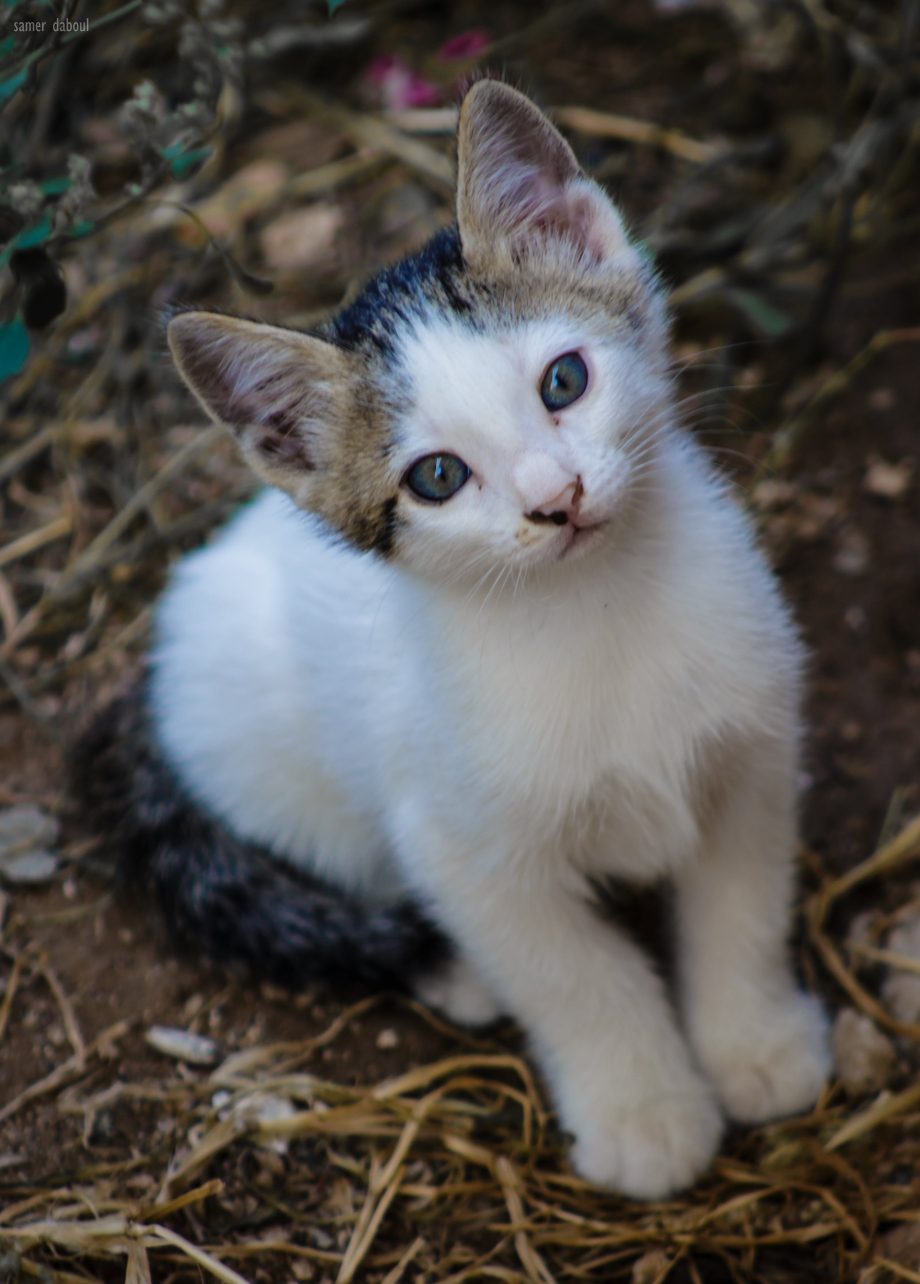 Сирийская кошка