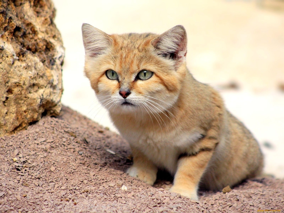 Саванна кошка