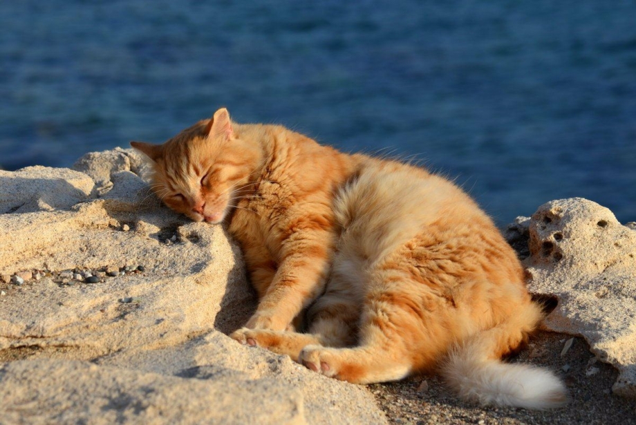 Рыжий кот на море