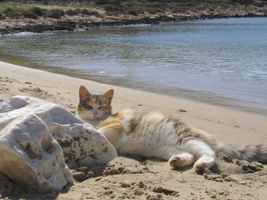 Коты на берегу моря