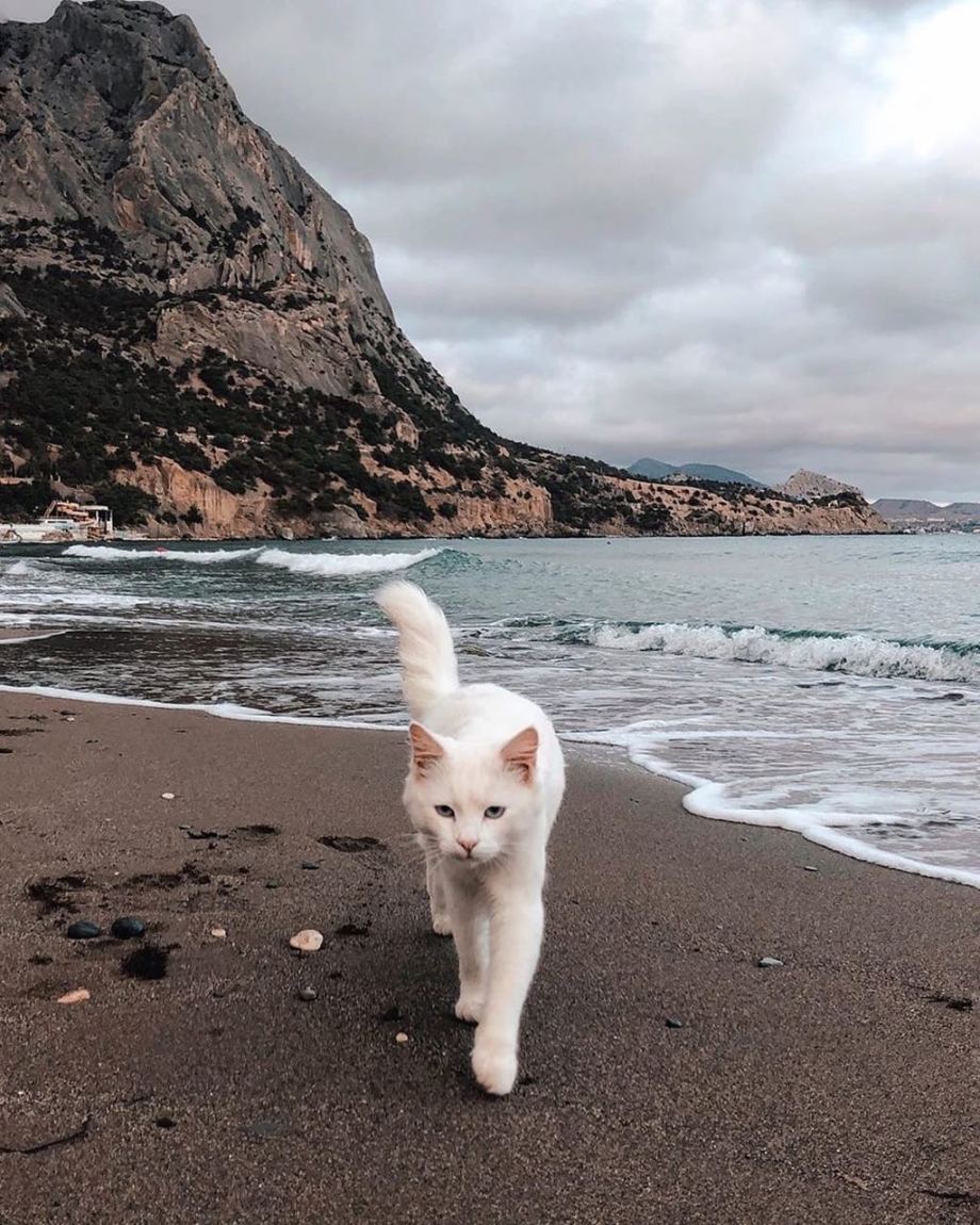 Кошечка на море