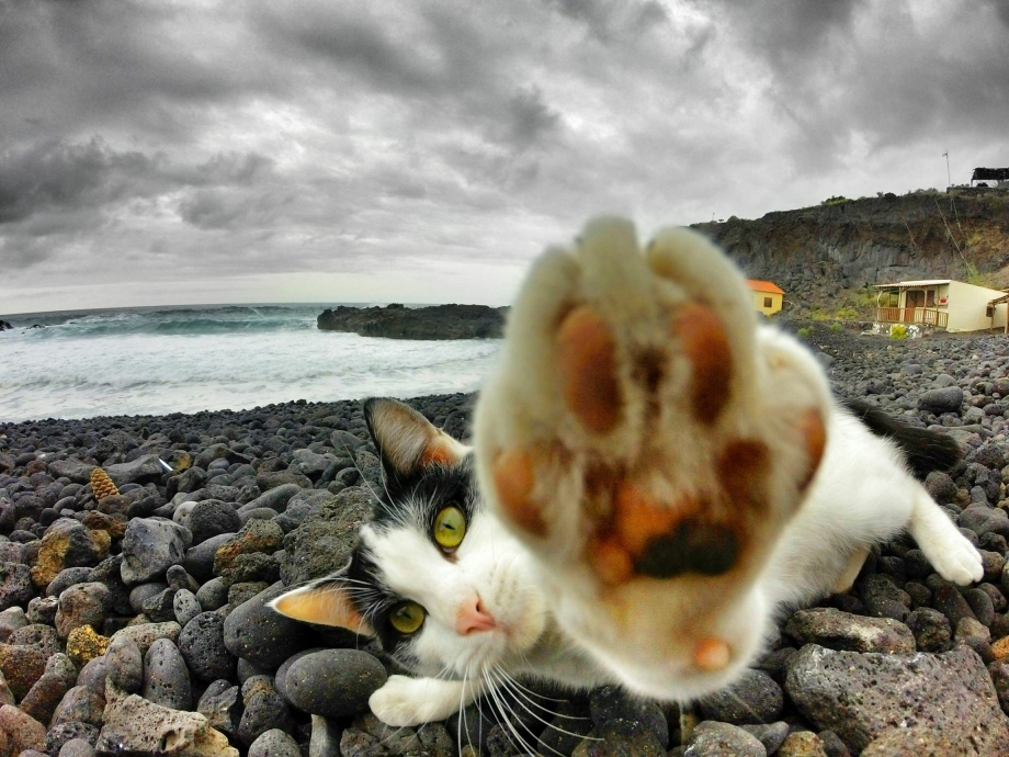 Котенок на море