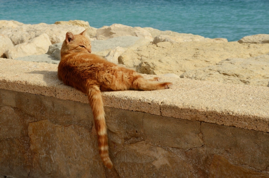 Коты на отдыхе