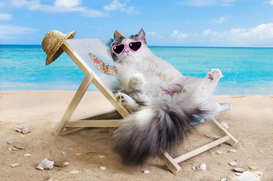 Котик на пляже