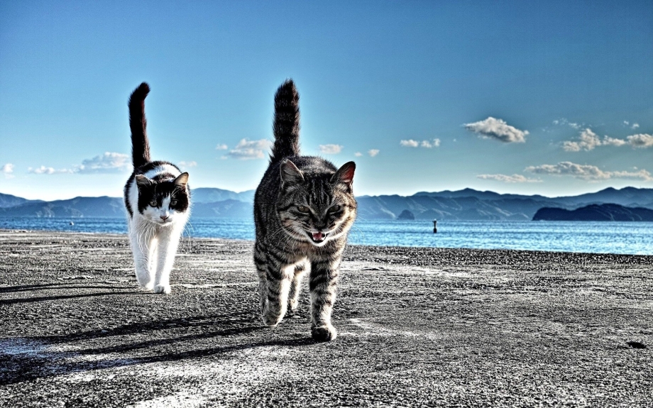 Коты на море