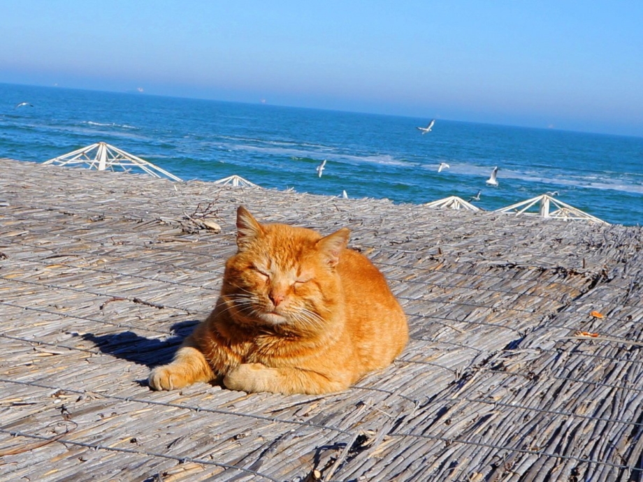 Кот на берегу моря