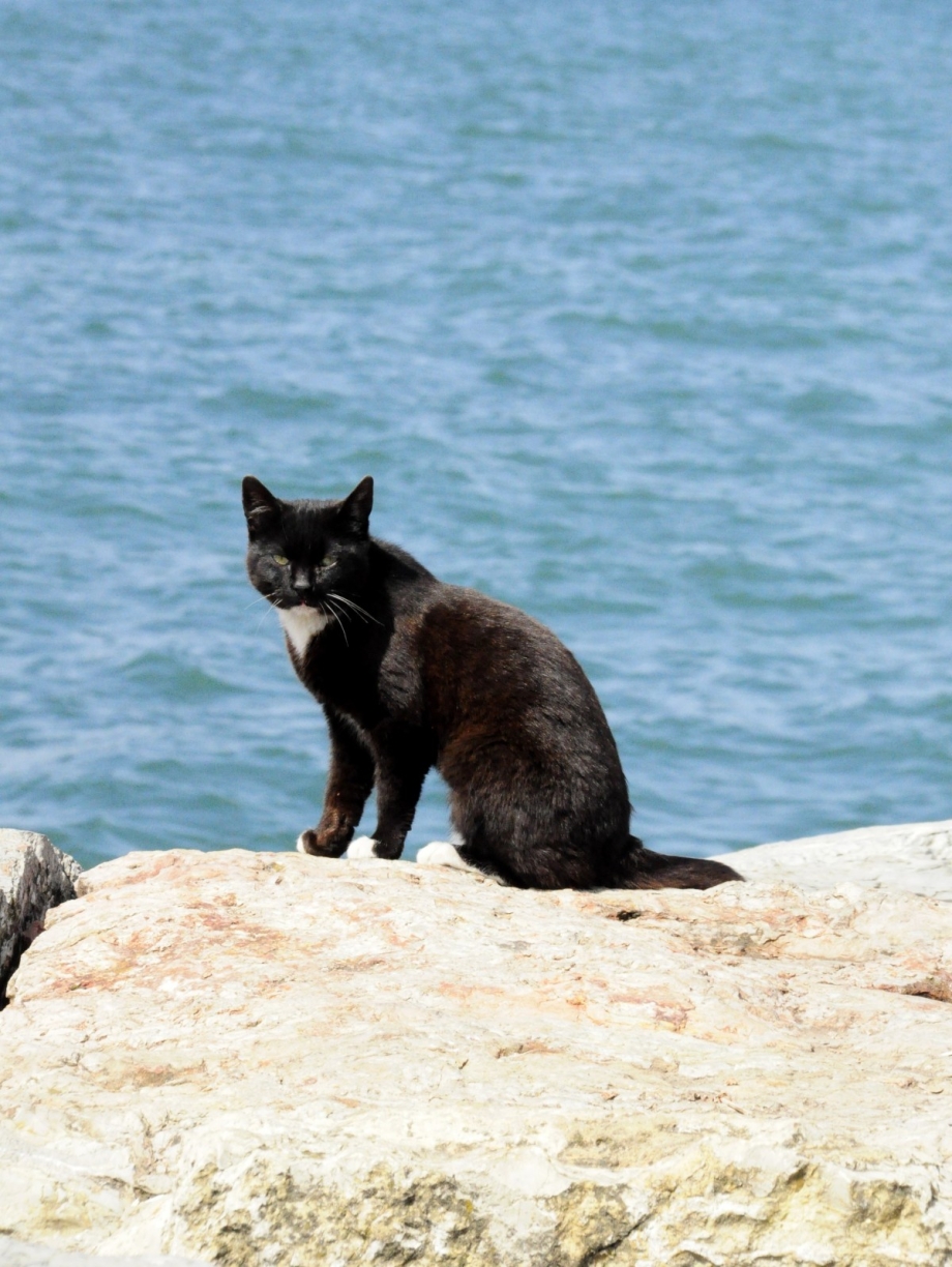 Кот на море