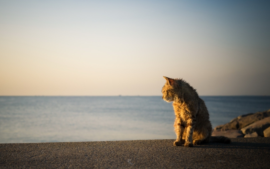 Кошка на берегу